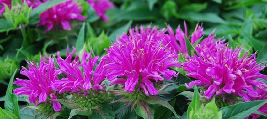 Bee Balm blooming flower