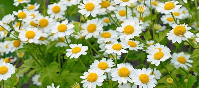 Feverfew blooming flower