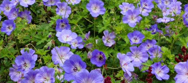 Geranium blooming flower