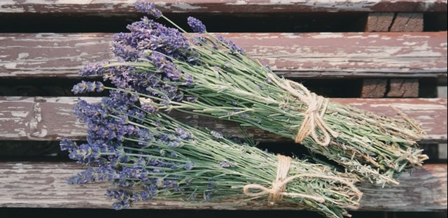 Lavender bloom flower