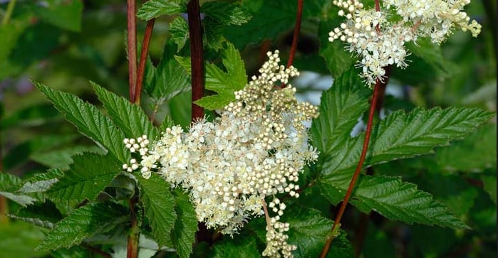 Meadowsweet bloom flower