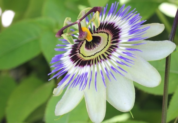 Passionflower blooming