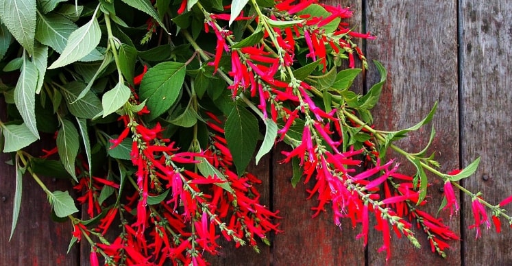 Pineapple sage blooming flower