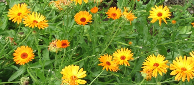 Pot Marigold blooming flower