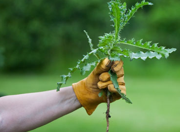 Weed your garden