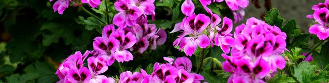 beautiful purple flowers blooming