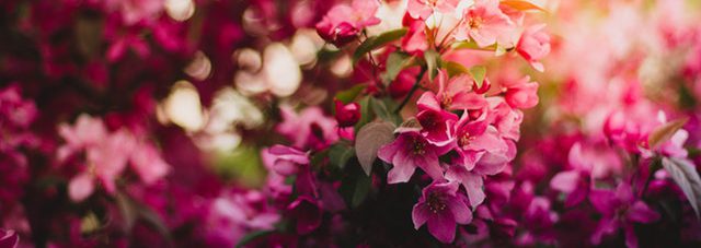 spring purple blooming flowers