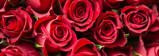 blooming red roses bouquet