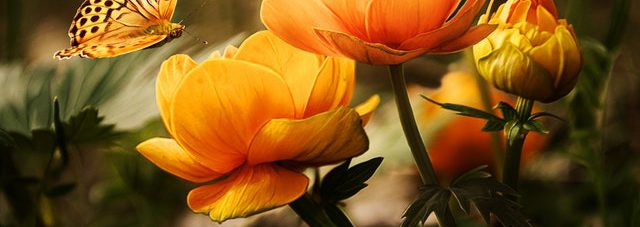beautiful-orange-blooming-flower-butterfly