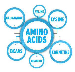 What does amino acids do for plants?
