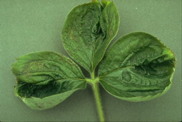 How does a calcium deficiency in plants look like?