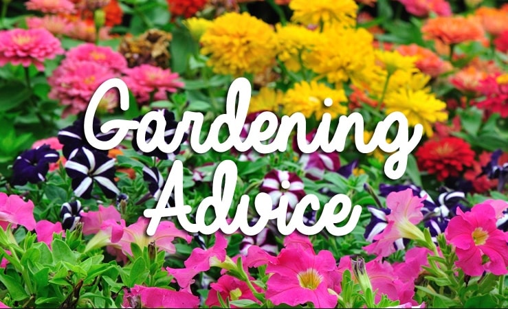 Great gardening advice and useful tips