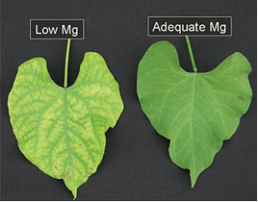 How does a magnesium deficiency in plants look like?