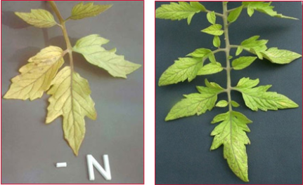 How does a nitrogen deficiency in plants look like?