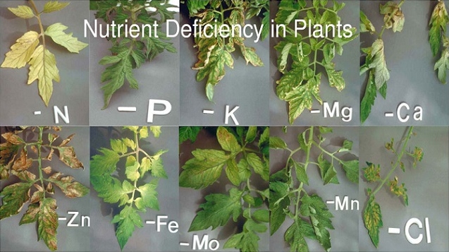 How does a nutrient deficiency in plants look like?