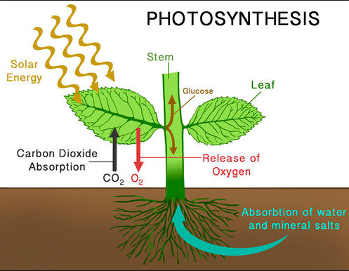 How do plants do photosynthesis?