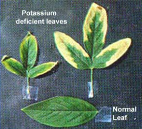 How does a potassium deficiency in plants look like?