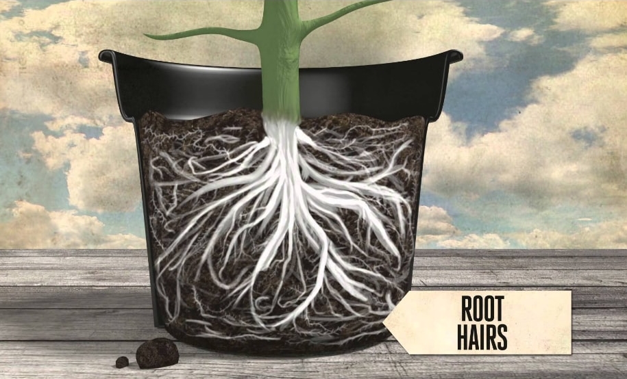 How roots absorb water and minerals from soil?