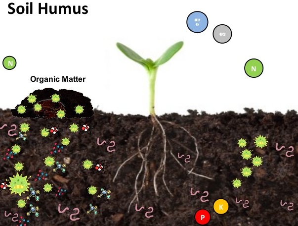 Soil that contains humus