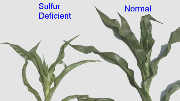 How does a sulfur deficiency in plants look like?