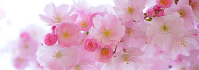 japanese-cherry-tree-flowers-spring-blooming