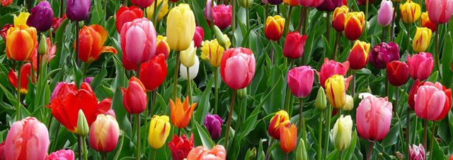 colorful-tulips-field-blooming