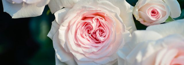 white pinkish blooming roses